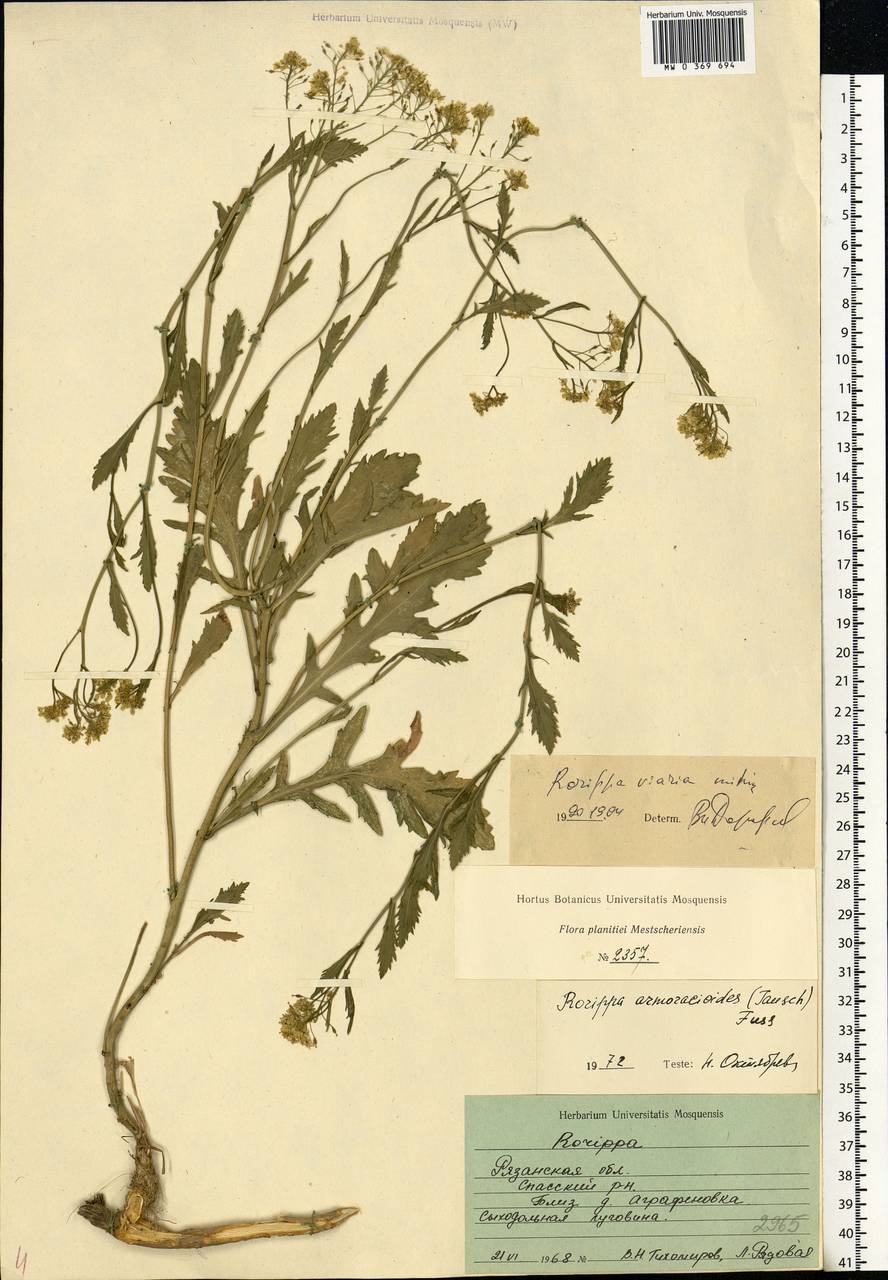 Rorippa vallicola V.I.Dorof., Eastern Europe, Central region (E4) (Russia)