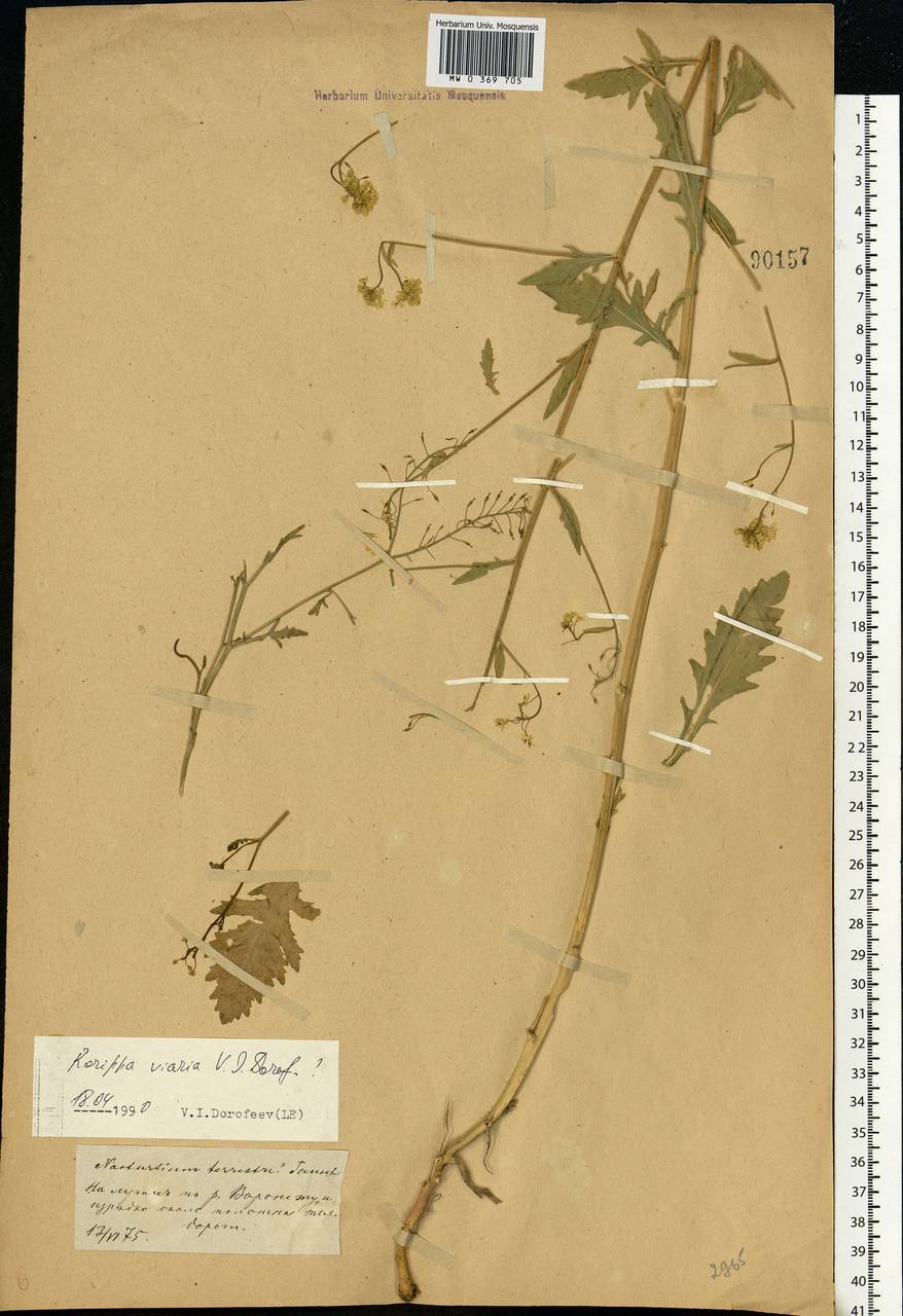 Rorippa vallicola V.I.Dorof., Eastern Europe, Central forest-and-steppe region (E6) (Russia)