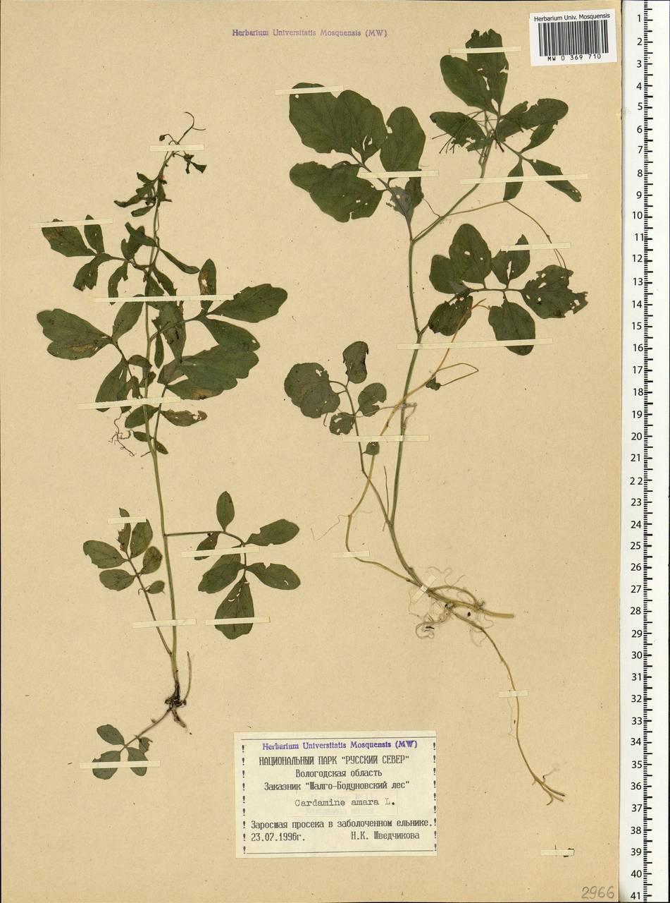 Cardamine amara L., Eastern Europe, Northern region (E1) (Russia)