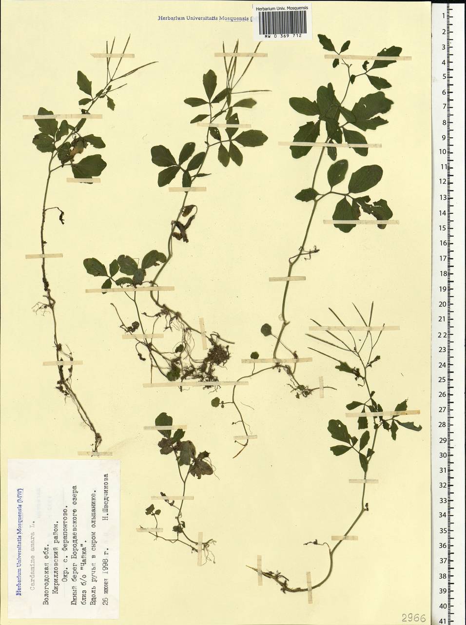 Cardamine amara L., Eastern Europe, Northern region (E1) (Russia)