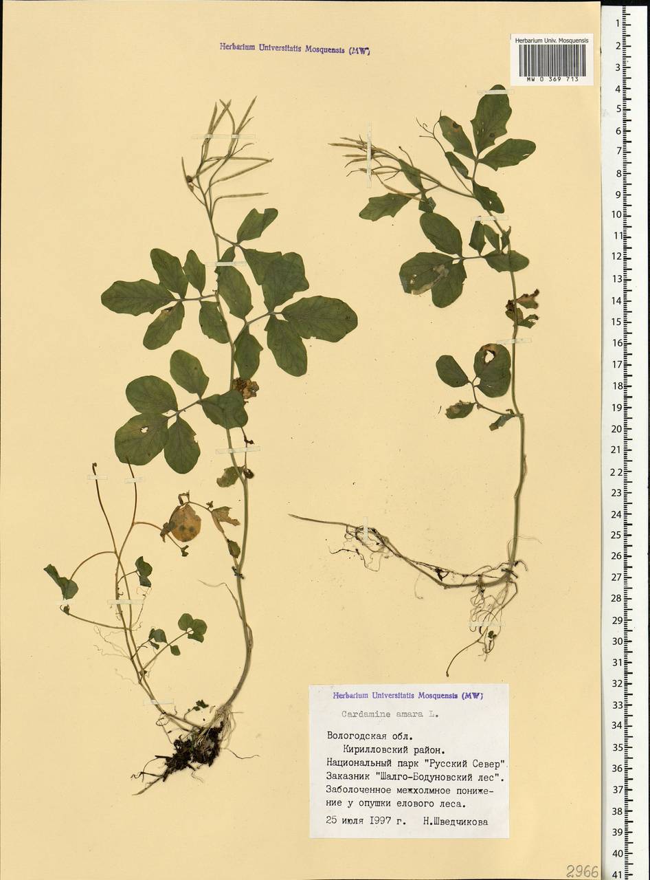 Cardamine amara L., Eastern Europe, Northern region (E1) (Russia)