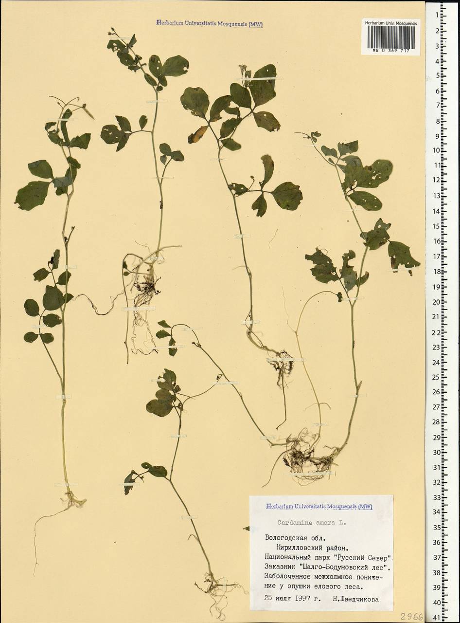 Cardamine amara L., Eastern Europe, Northern region (E1) (Russia)