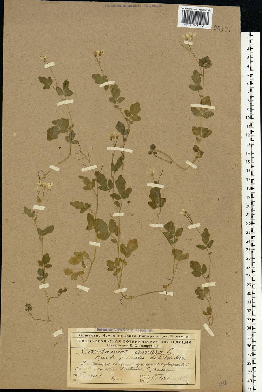 Cardamine amara L., Eastern Europe, Northern region (E1) (Russia)