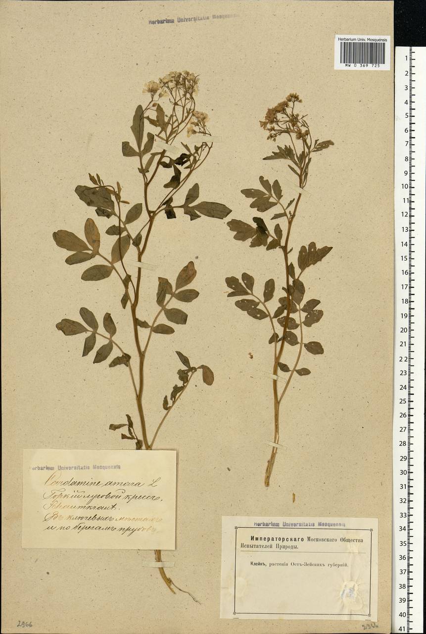Cardamine amara L., Eastern Europe, Latvia (E2b) (Latvia)
