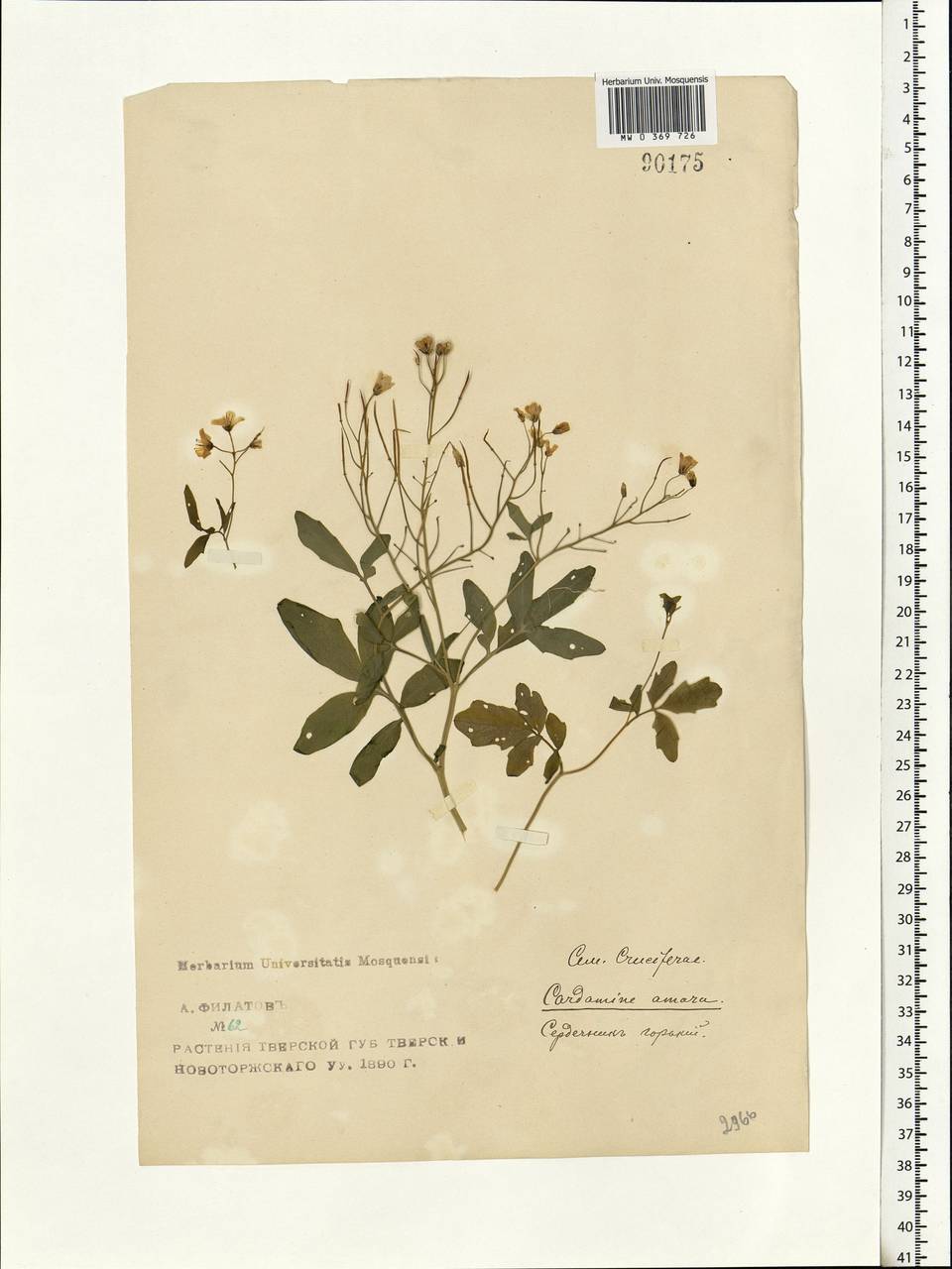 Cardamine amara L., Eastern Europe, North-Western region (E2) (Russia)
