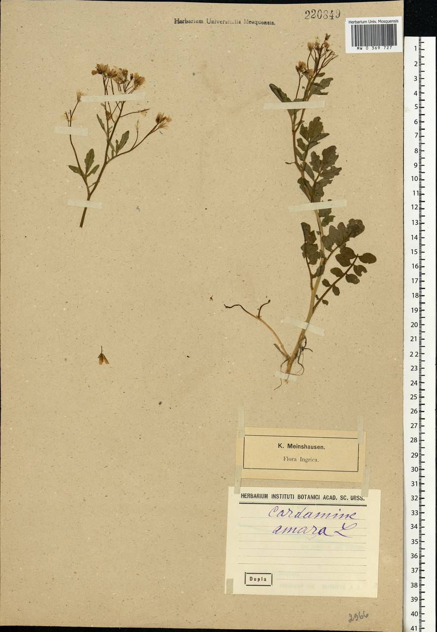 Cardamine amara L., Eastern Europe, North-Western region (E2) (Russia)