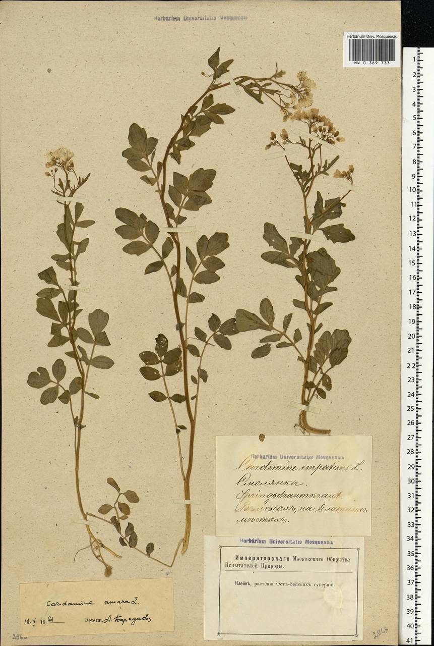 Cardamine amara L., Eastern Europe, Latvia (E2b) (Latvia)