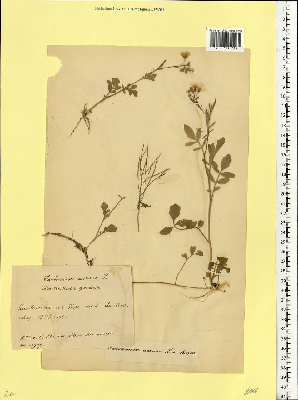 Cardamine amara L., Eastern Europe, Belarus (E3a) (Belarus)