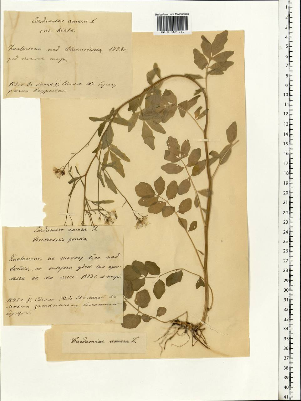 Cardamine amara L., Eastern Europe, Belarus (E3a) (Belarus)