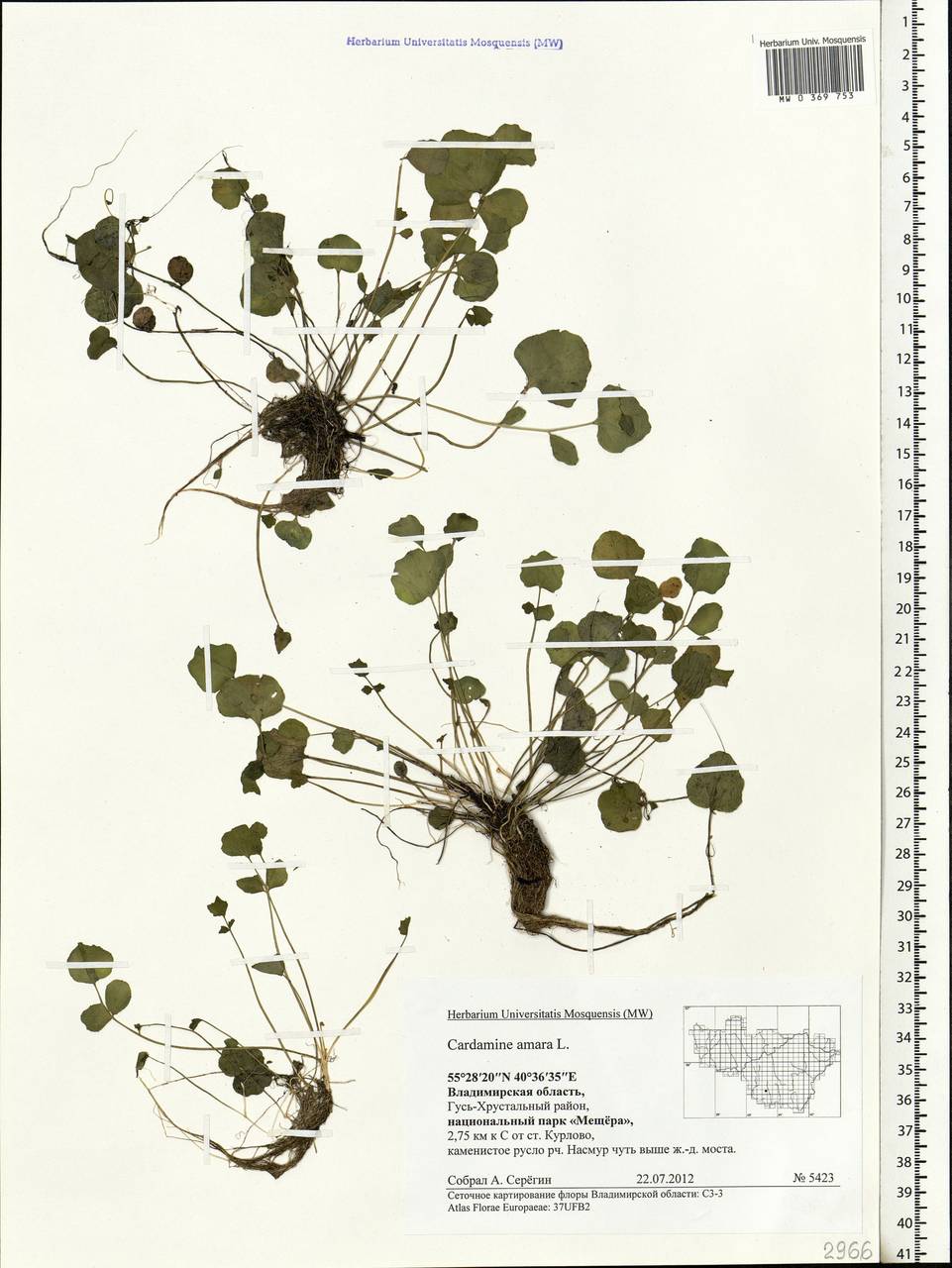 Cardamine amara L., Eastern Europe, Central region (E4) (Russia)