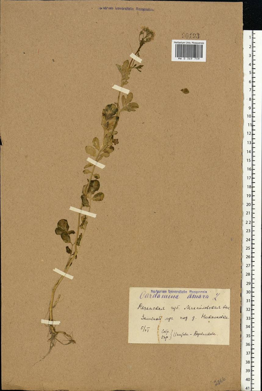Cardamine amara L., Eastern Europe, Central region (E4) (Russia)