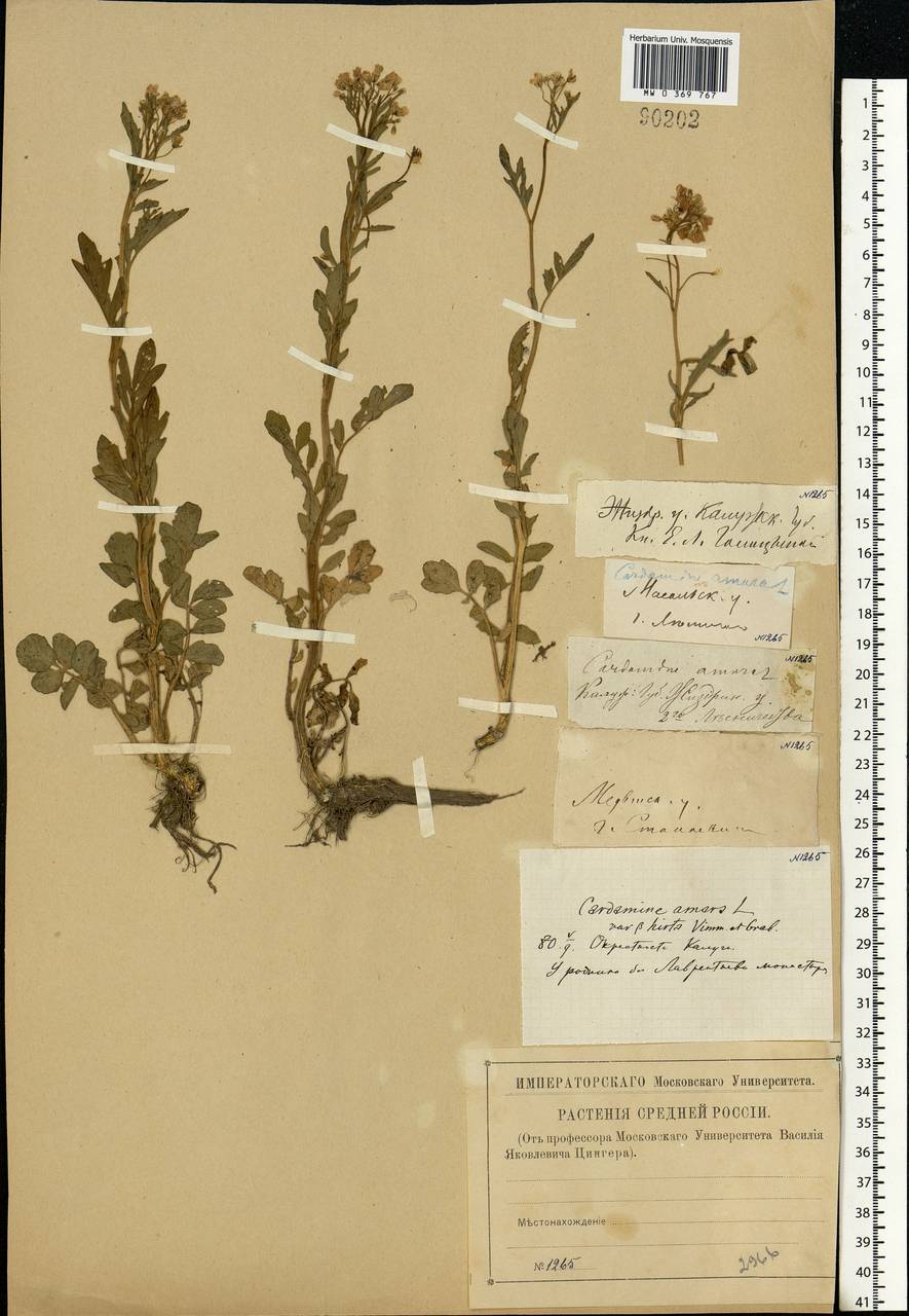 Cardamine amara L., Eastern Europe, Central region (E4) (Russia)