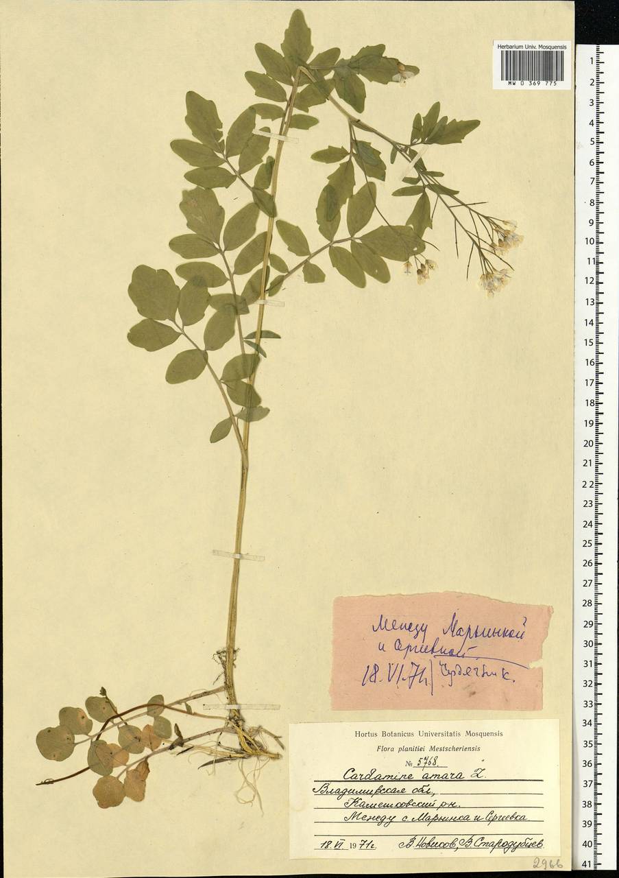 Cardamine amara L., Eastern Europe, Central region (E4) (Russia)