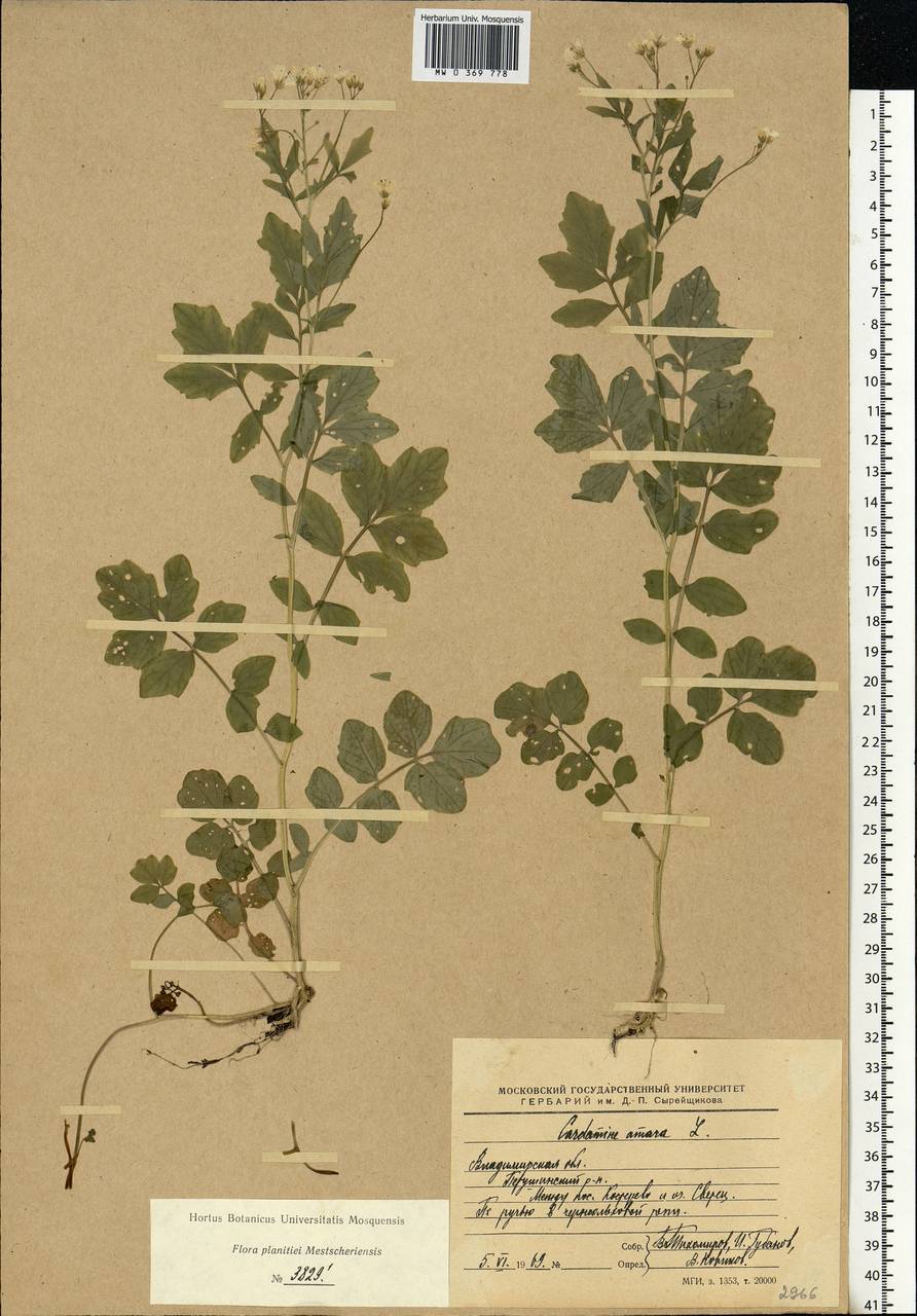 Cardamine amara L., Eastern Europe, Central region (E4) (Russia)