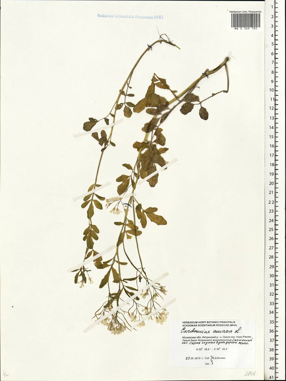 Cardamine amara L., Eastern Europe, Moscow region (E4a) (Russia)