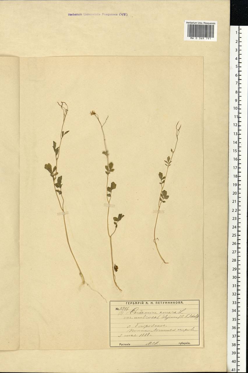 Cardamine amara L., Eastern Europe, Moscow region (E4a) (Russia)