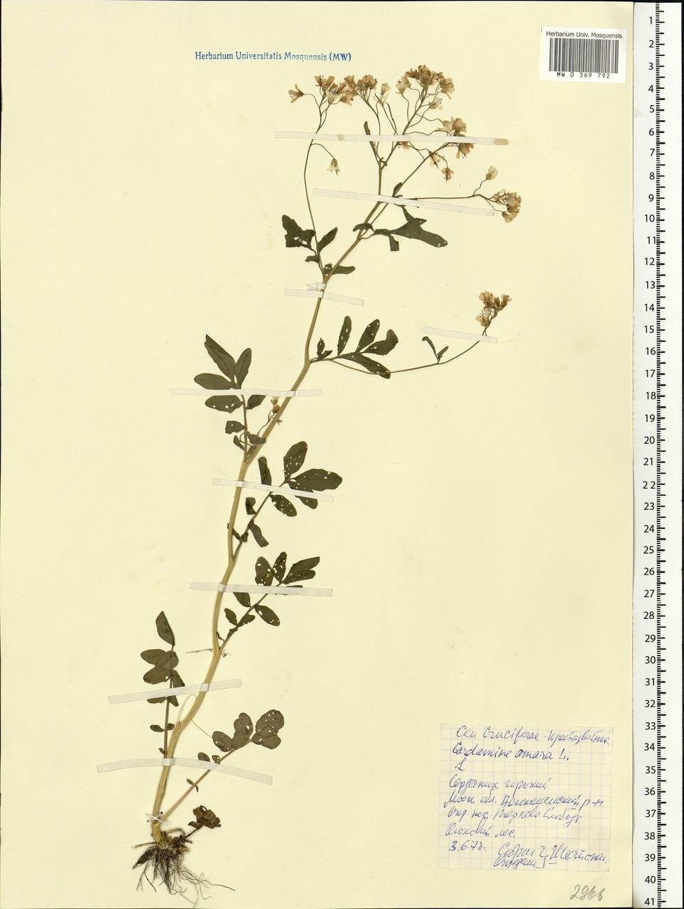 Cardamine amara L., Eastern Europe, Moscow region (E4a) (Russia)