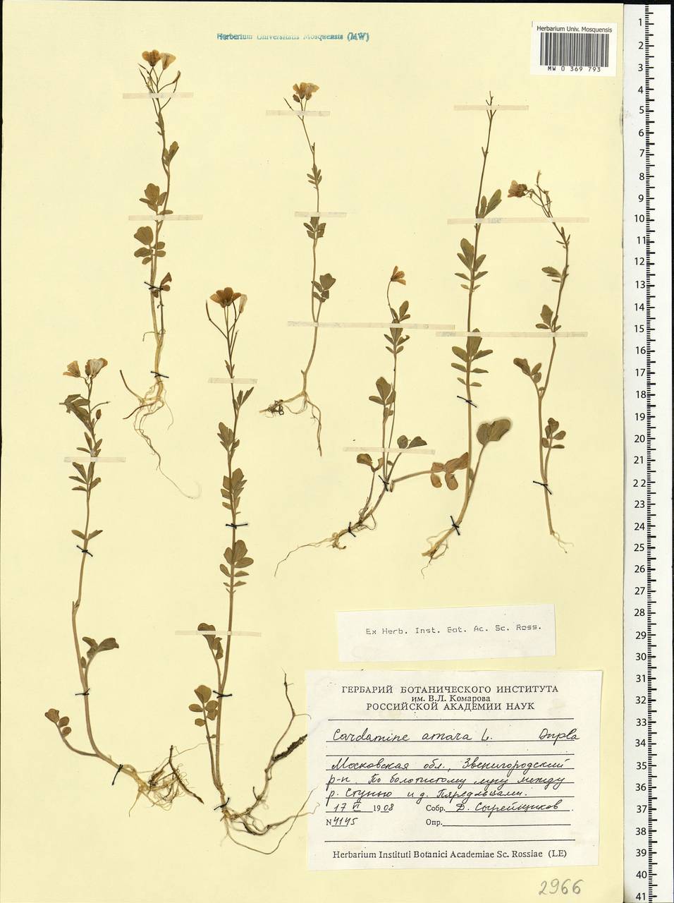 Cardamine amara L., Eastern Europe, Moscow region (E4a) (Russia)
