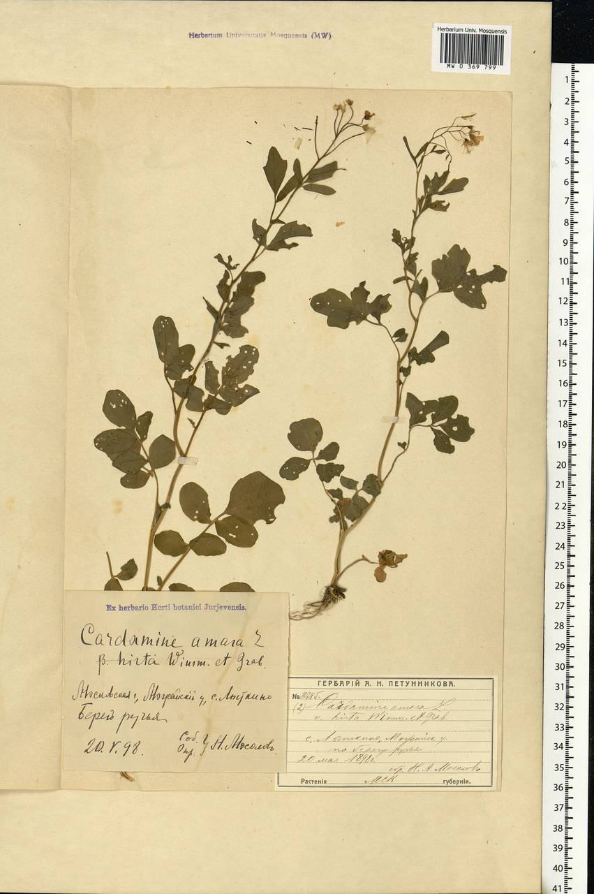 Cardamine amara L., Eastern Europe, Moscow region (E4a) (Russia)