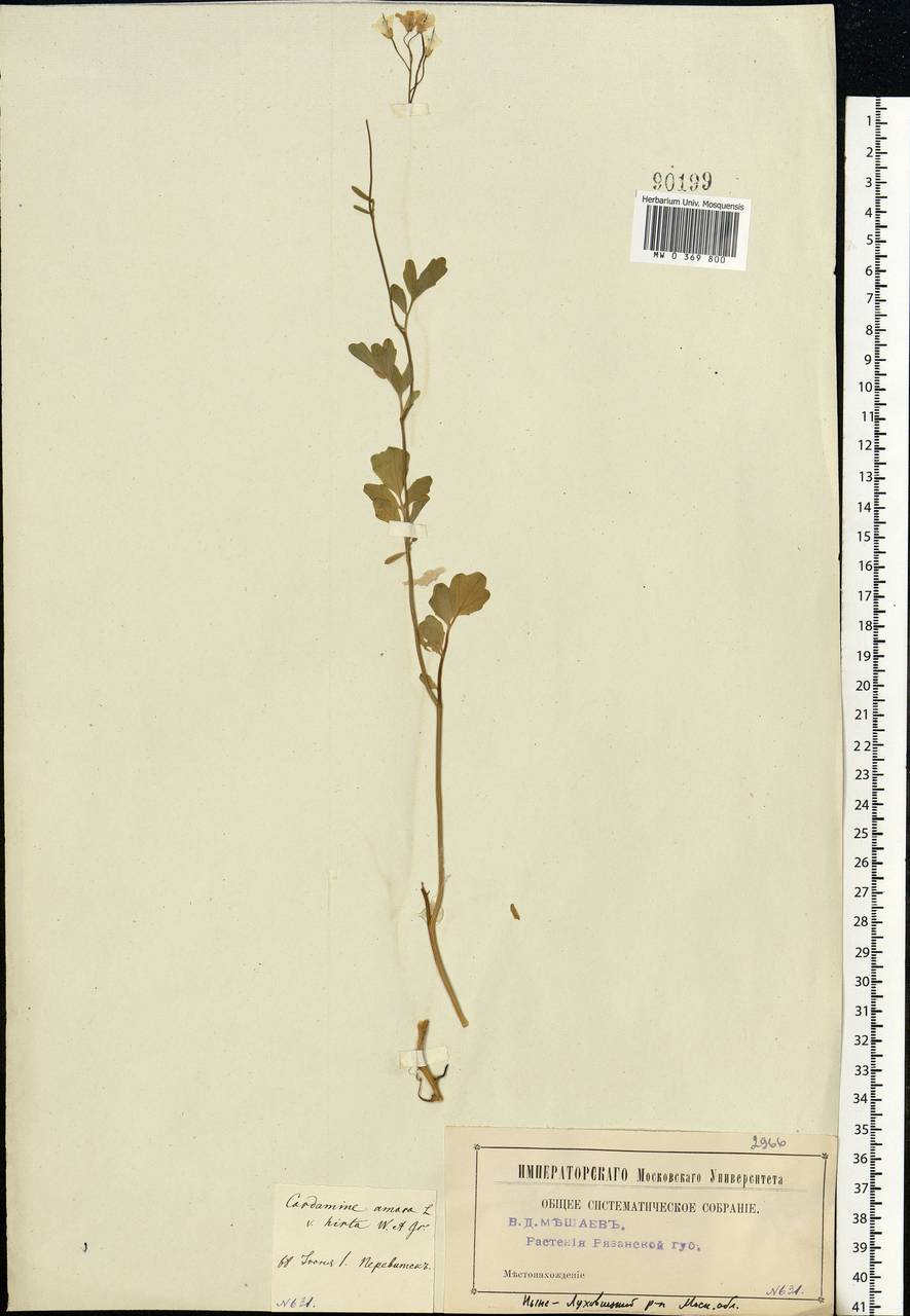 Cardamine amara L., Eastern Europe, Moscow region (E4a) (Russia)