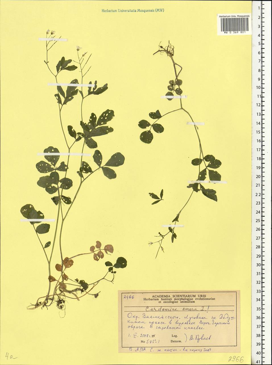 Cardamine amara L., Eastern Europe, Moscow region (E4a) (Russia)