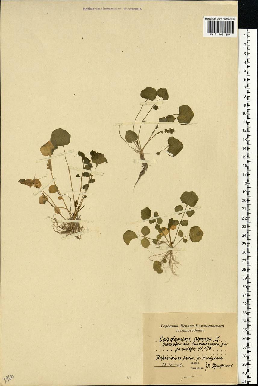 Cardamine amara L., Eastern Europe, Moscow region (E4a) (Russia)