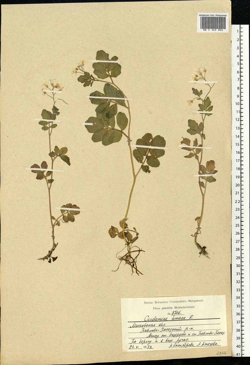 Cardamine amara L., Eastern Europe, Moscow region (E4a) (Russia)