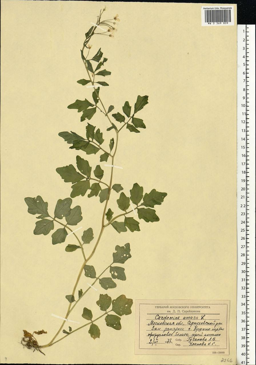 Cardamine amara L., Eastern Europe, Moscow region (E4a) (Russia)