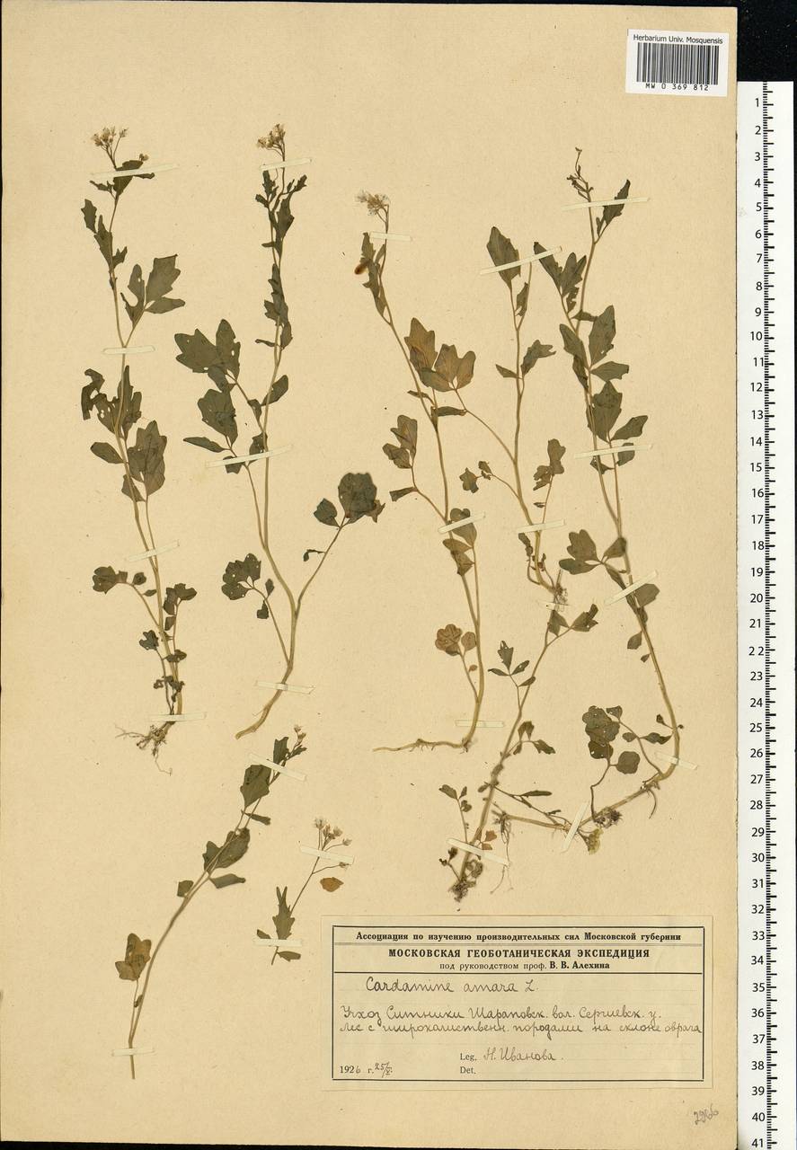 Cardamine amara L., Eastern Europe, Moscow region (E4a) (Russia)