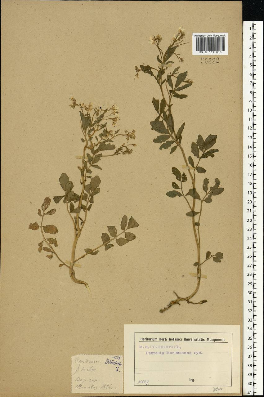 Cardamine amara L., Eastern Europe, Moscow region (E4a) (Russia)