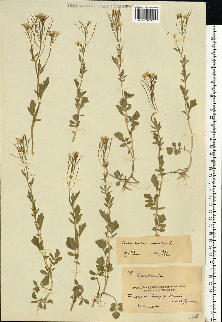 Cardamine amara L., Eastern Europe, Moscow region (E4a) (Russia)