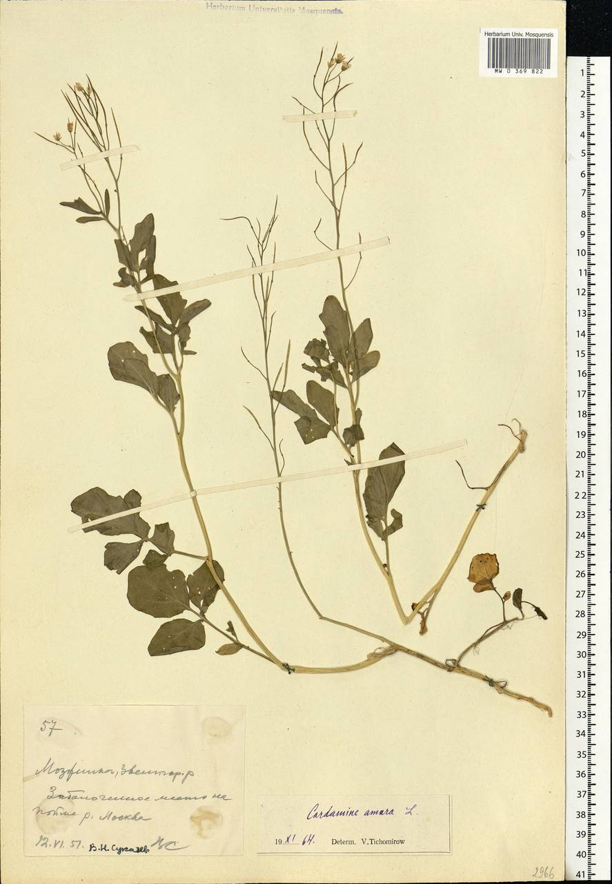 Cardamine amara L., Eastern Europe, Moscow region (E4a) (Russia)
