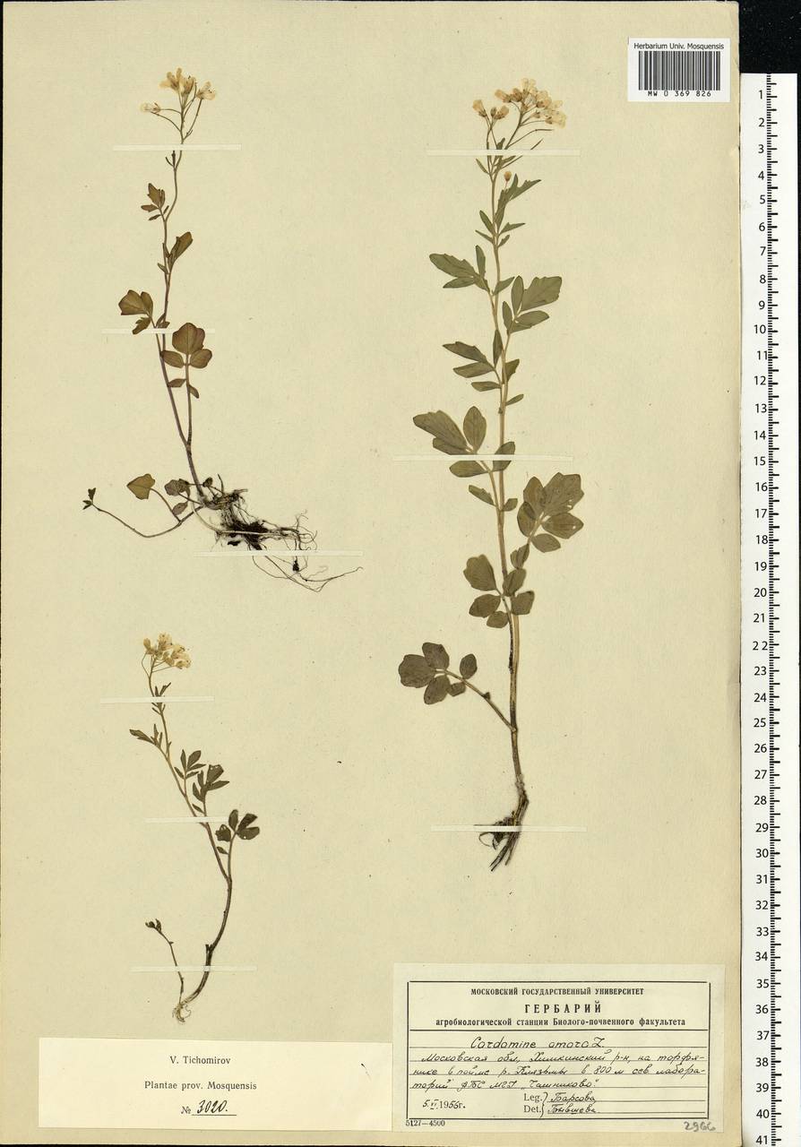 Cardamine amara L., Eastern Europe, Moscow region (E4a) (Russia)