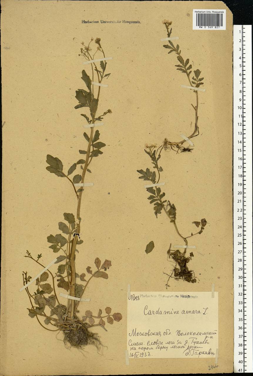 Cardamine amara L., Eastern Europe, Moscow region (E4a) (Russia)