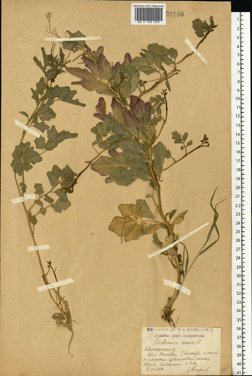 Cardamine amara L., Eastern Europe, Moscow region (E4a) (Russia)