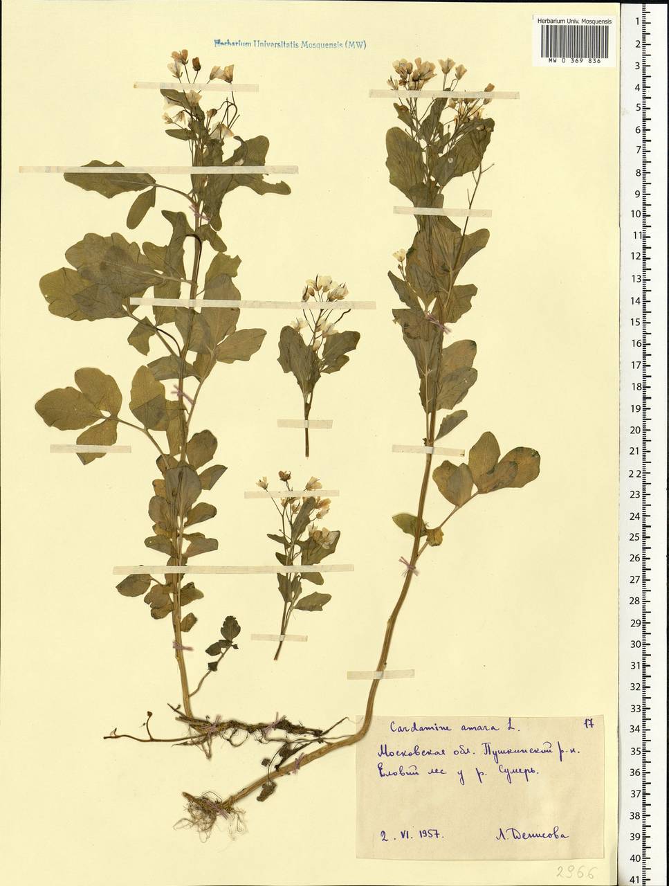Cardamine amara L., Eastern Europe, Moscow region (E4a) (Russia)