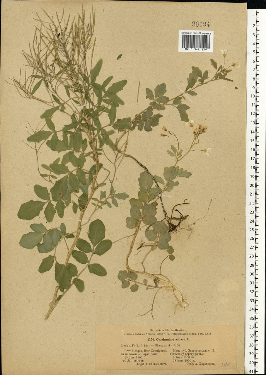 Cardamine amara L., Eastern Europe, Moscow region (E4a) (Russia)