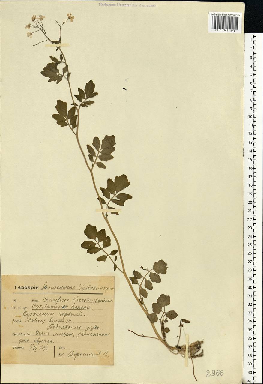 Cardamine amara L., Eastern Europe, Moscow region (E4a) (Russia)