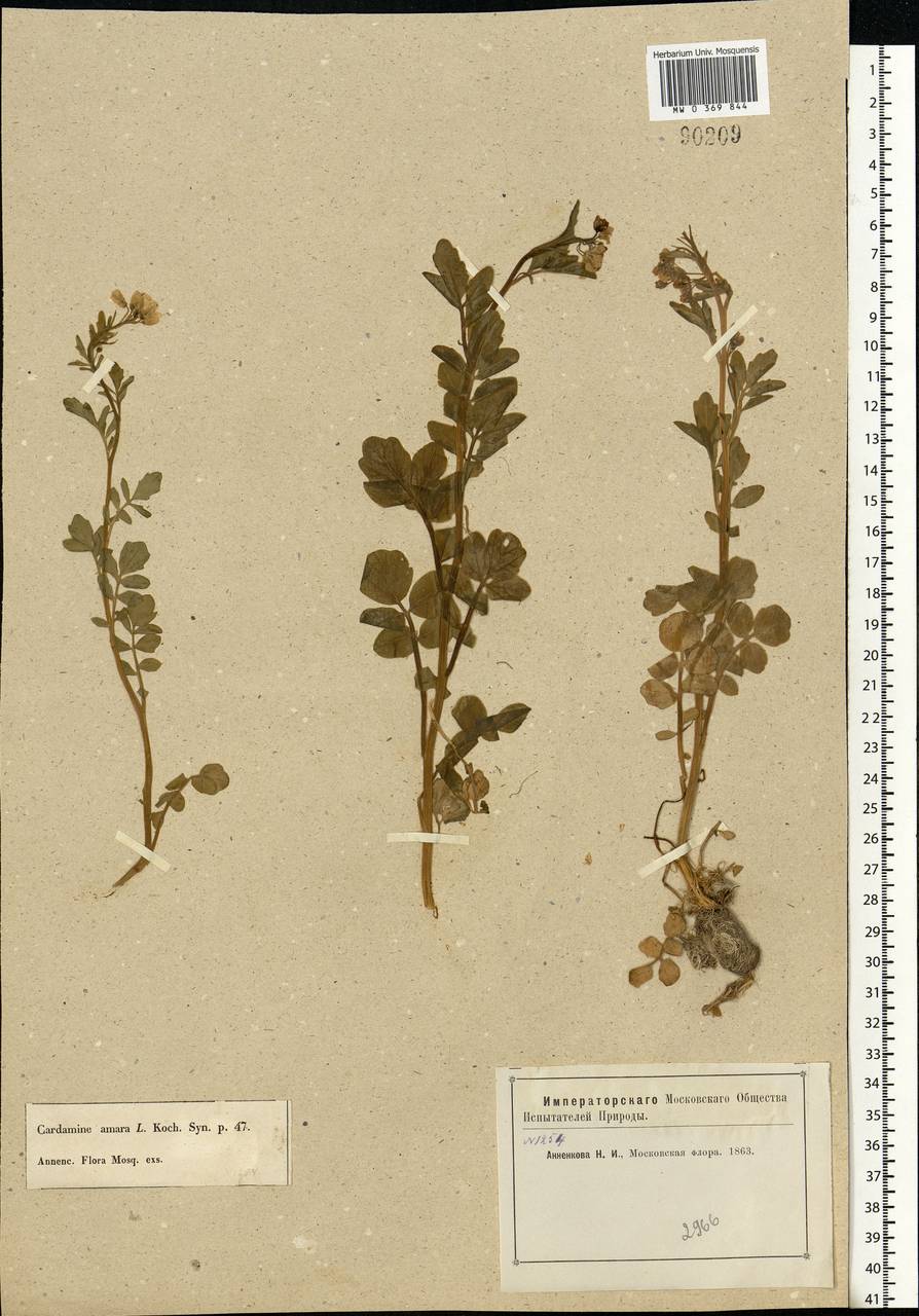 Cardamine amara L., Eastern Europe, Moscow region (E4a) (Russia)