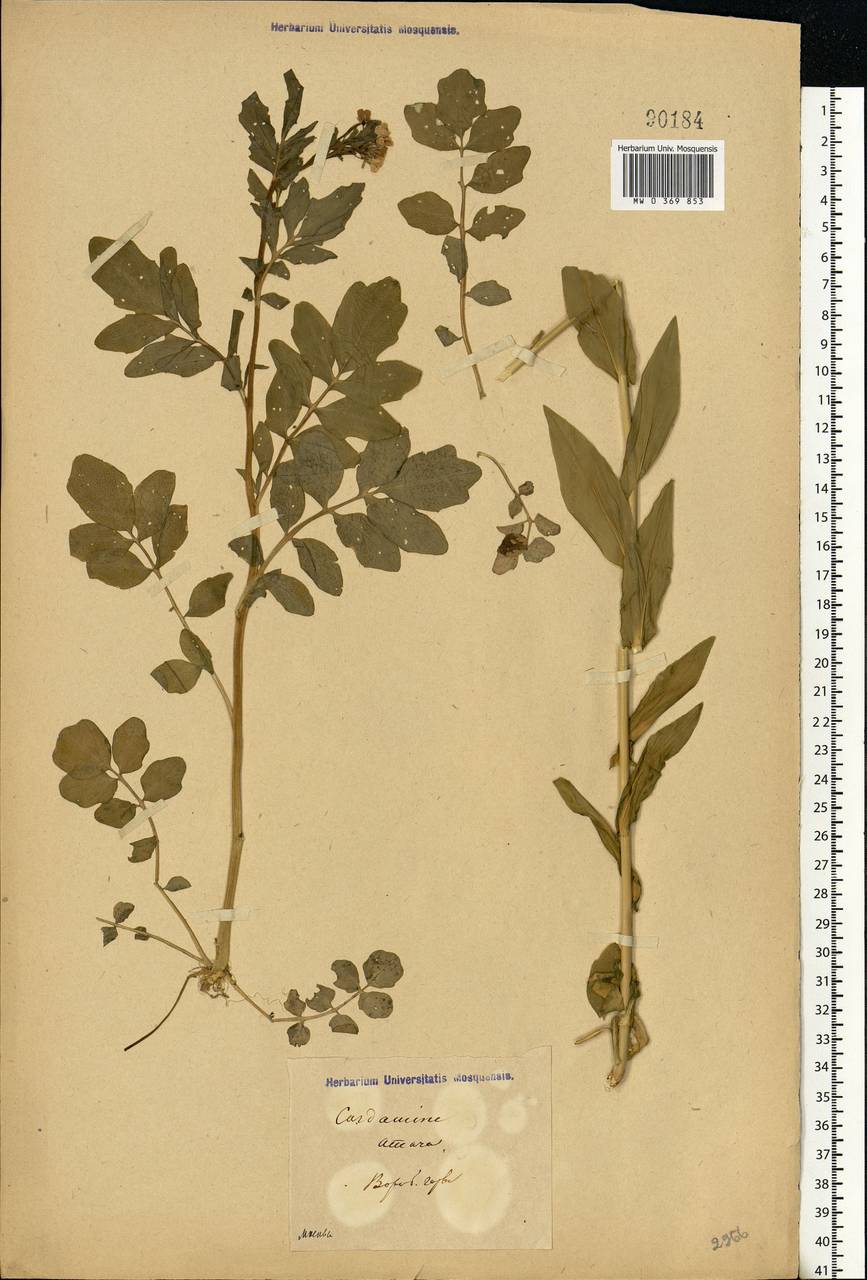 Cardamine amara L., Eastern Europe, Moscow region (E4a) (Russia)
