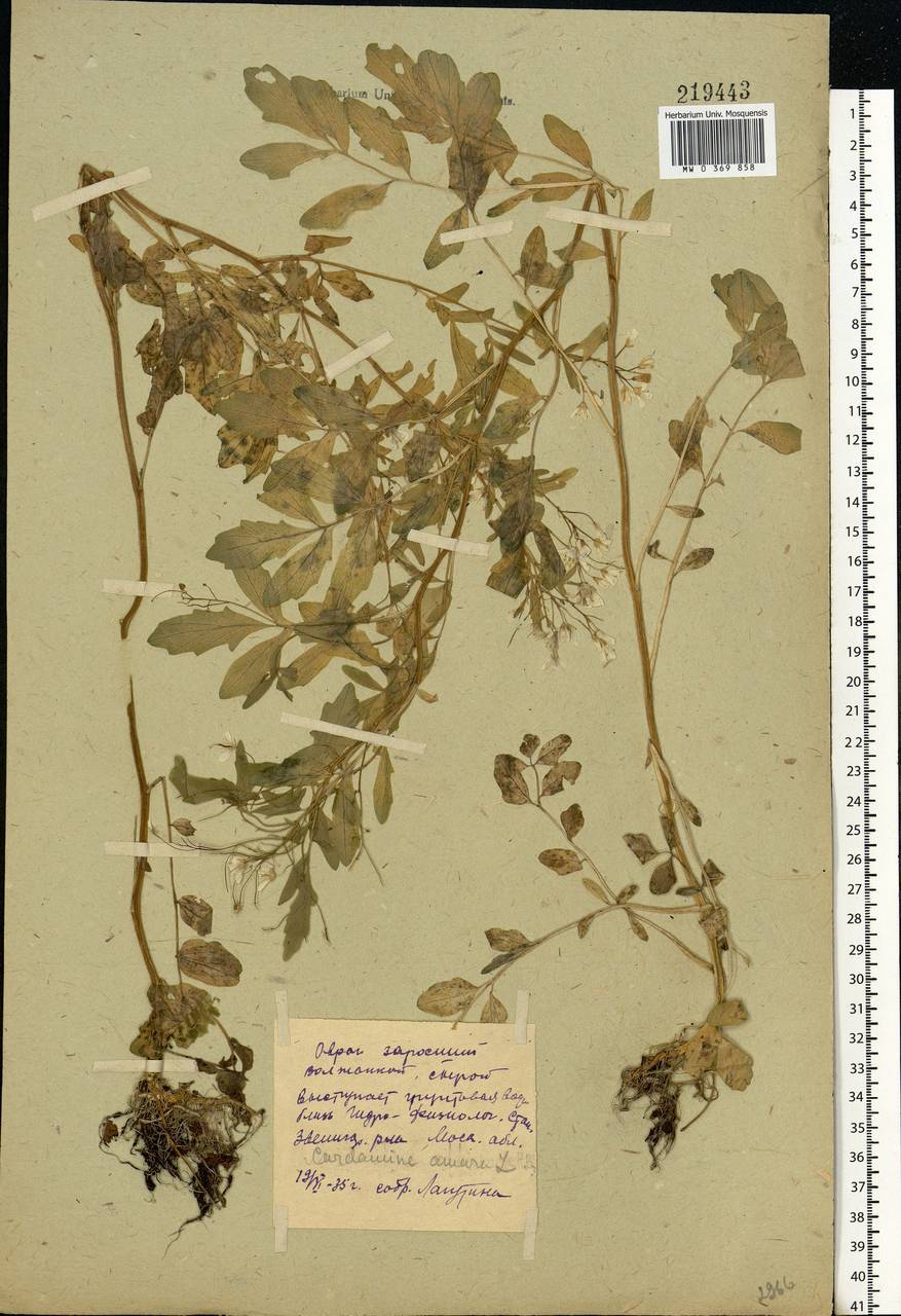 Cardamine amara L., Eastern Europe, Moscow region (E4a) (Russia)