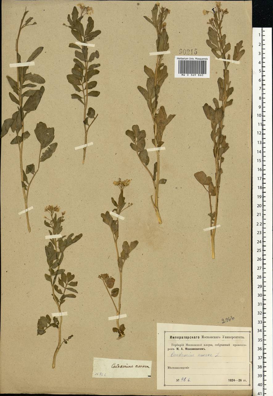 Cardamine amara L., Eastern Europe, Moscow region (E4a) (Russia)