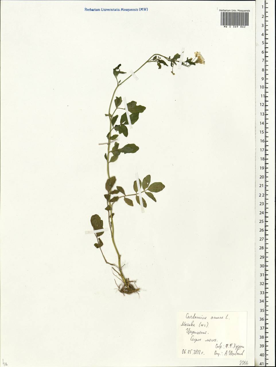 Cardamine amara L., Eastern Europe, Moscow region (E4a) (Russia)