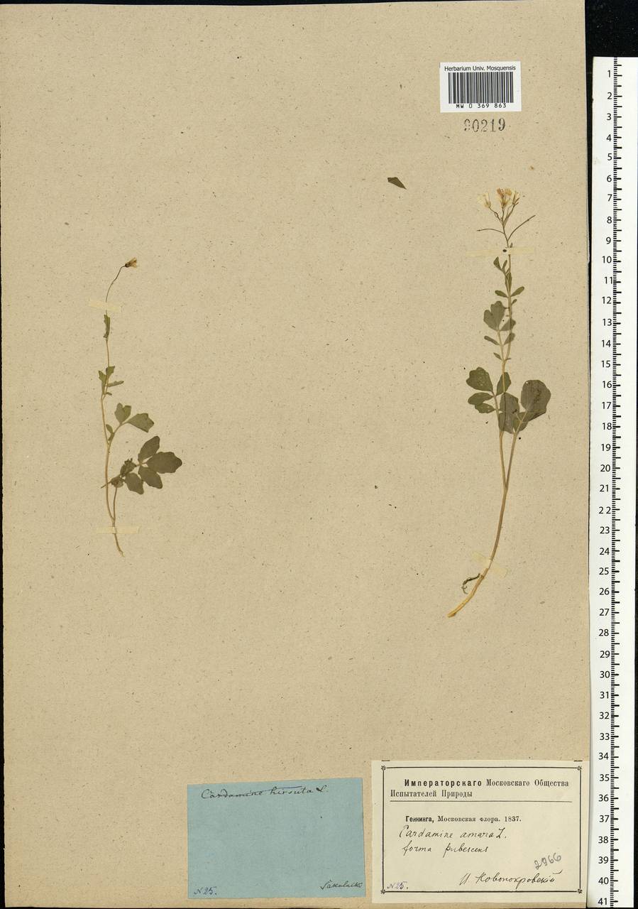 Cardamine amara L., Eastern Europe, Moscow region (E4a) (Russia)