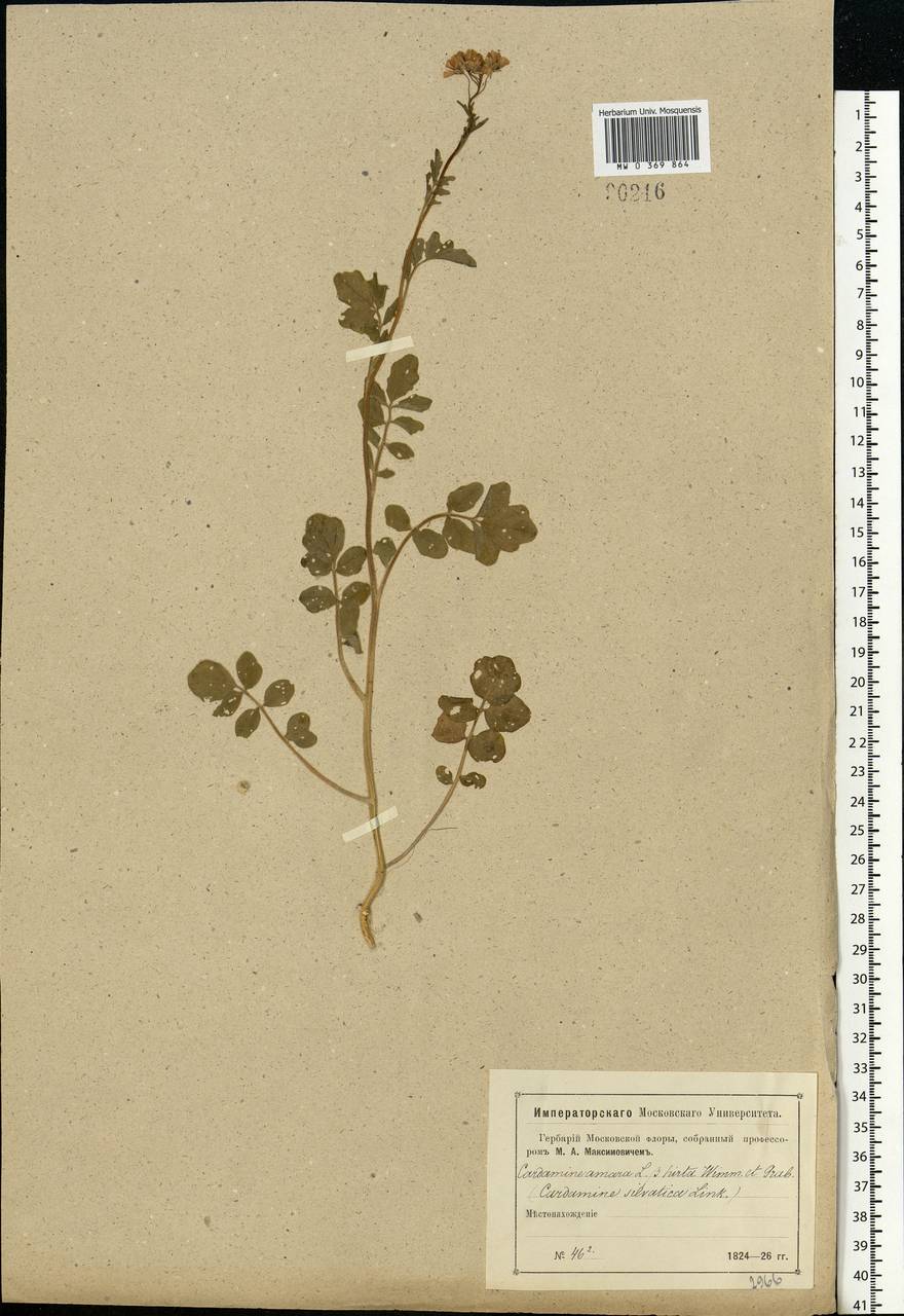 Cardamine amara L., Eastern Europe, Moscow region (E4a) (Russia)