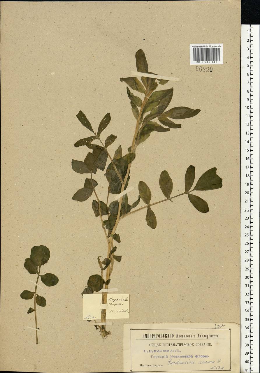 Cardamine amara L., Eastern Europe, Moscow region (E4a) (Russia)