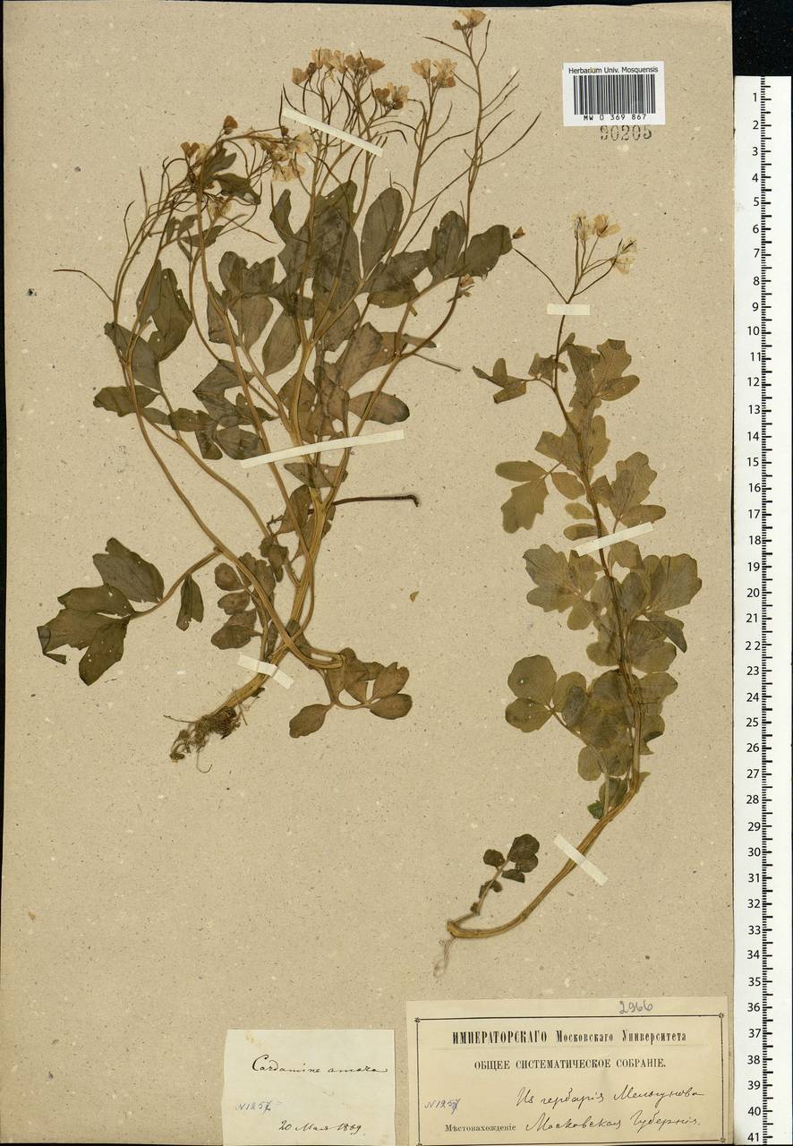 Cardamine amara L., Eastern Europe, Moscow region (E4a) (Russia)