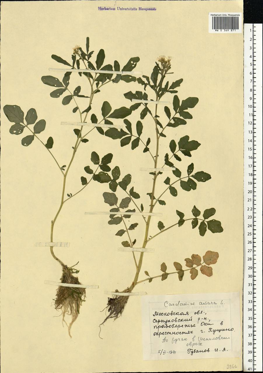 Cardamine amara L., Eastern Europe, Moscow region (E4a) (Russia)