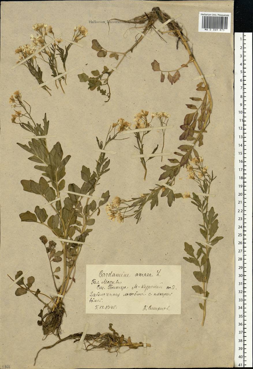 Cardamine amara L., Eastern Europe, Moscow region (E4a) (Russia)