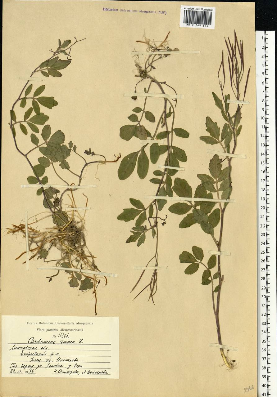 Cardamine amara L., Eastern Europe, Moscow region (E4a) (Russia)